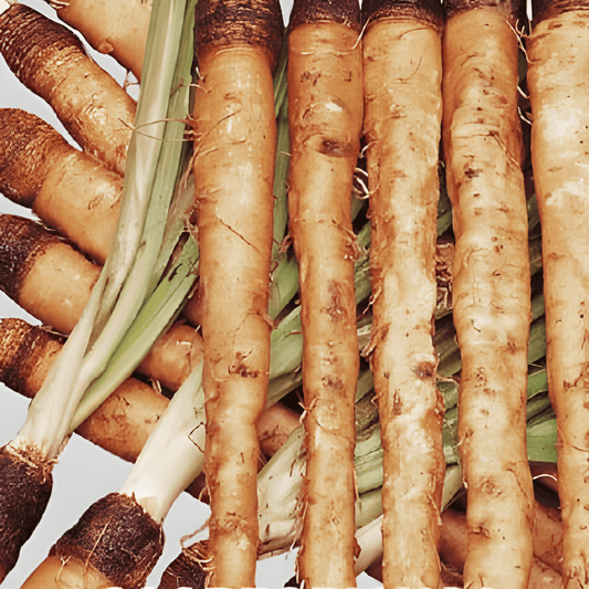 White Salsify Seeds Tragopogon Porrifolius L Root Vegetable