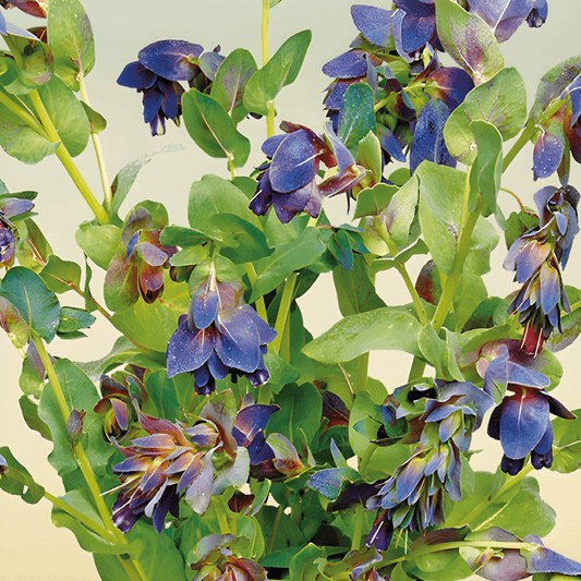 Cerinthe Seeds Cerinthe Major Atropurpurenscenscens Waxflower Pride Gibraltar