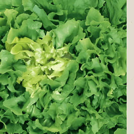 Organic Endive Seeds Cichorium Endivia Number Five Variety