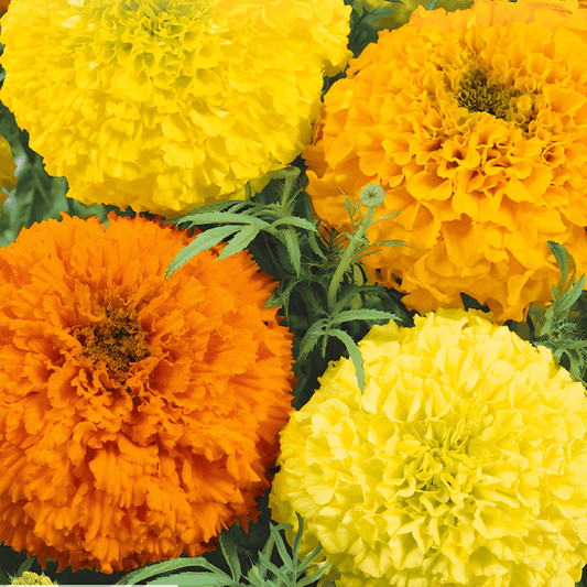 African Marigold Seeds Tagetes Erecta Tall Sunset Giants Mix
