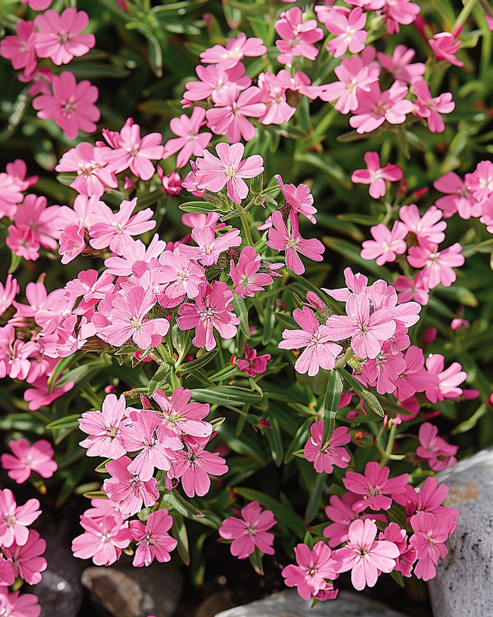Soapwort Seeds Saponaria Ocymoides Fragrant Pink Flowers Perennial