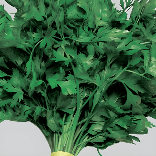 Common Parsley Petroselinum Crispum Seeds Culinary Herb Variety