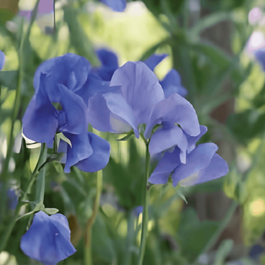Sweet Pea Royal Family Seeds Lathyrus Odoratus Blue Fragrant Flowers