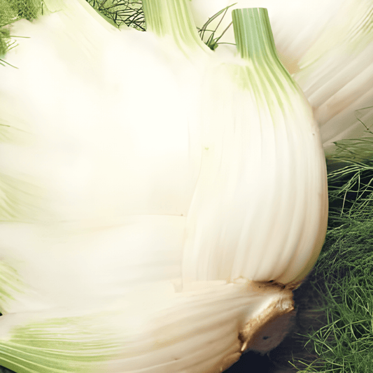 Fennel Seeds Foeniculum Vulgare Fino Variety Vegetables
