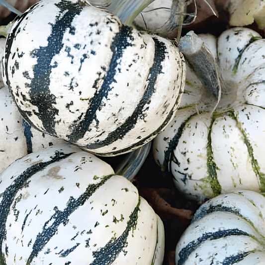Sweet Dumpling Pumpkin Seeds Cucurbita Pepo Winter Squash Variety