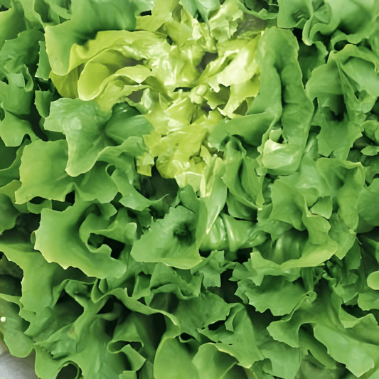 Endive Seeds Cichorium Endivia Number Five 2 Pellet