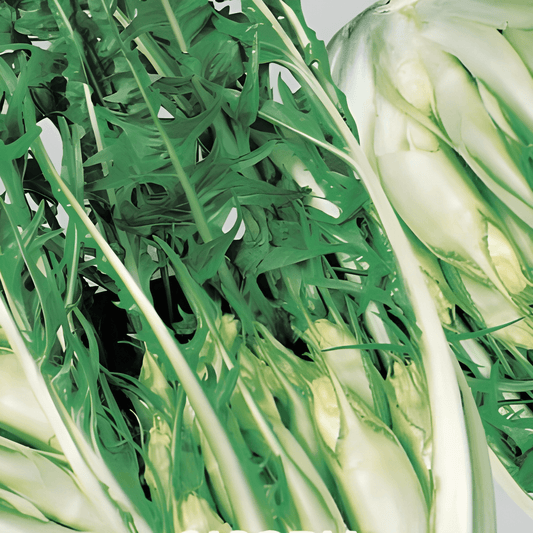 Catalogna Puntarelle Chicory Seeds Cichorium Intybus L.