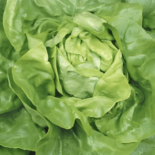 Summer Diamond Lettuce Seeds Lactuca Sativa Vegetable Variety