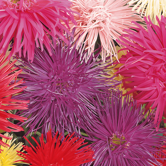 Callistephus Chinensis Unicum Mixed Callistephus Seeds