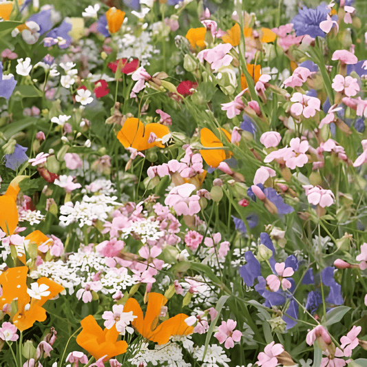 Flower Lawn Mix Japanese Mixture Seeds Annual Blooming Colors