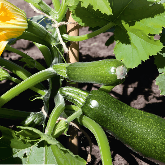 Climbing Zucchini Seeds Black Forest F1 Cucurbita Pepo
