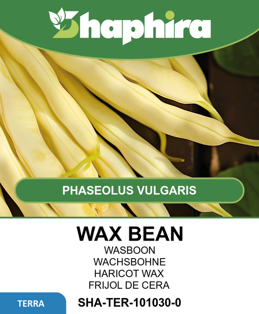 Wax Bean Seeds Gondola Phaseolus Vulgaris White Seeded Variety