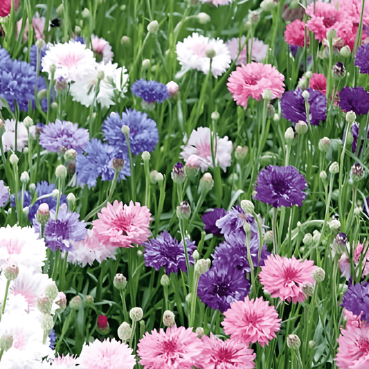 Double-flowered Cornflower Seeds Centaurea Cyanus Mixed Colors