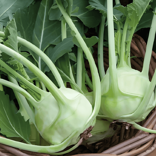 Kohlrabi Lanro Seeds Brassica Oleracea Early Vegetable Variety