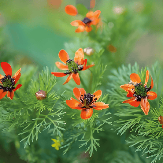 Adonis Aestivalis Seeds Blood Red Annual Flower Kooltje Vuur
