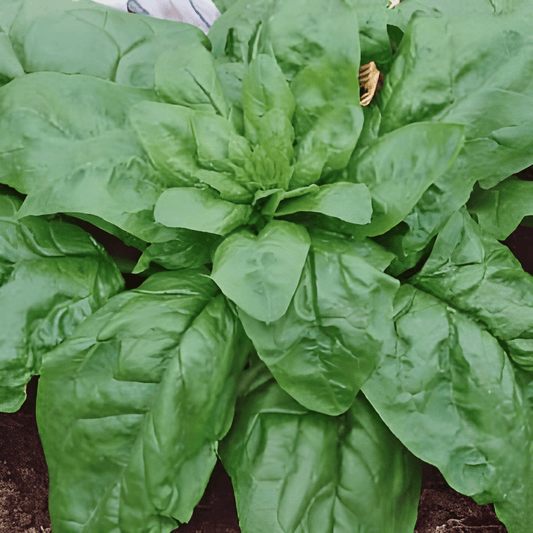 Winter Giants Spinach Seeds Spinacia Oleracea Vegetable Variety