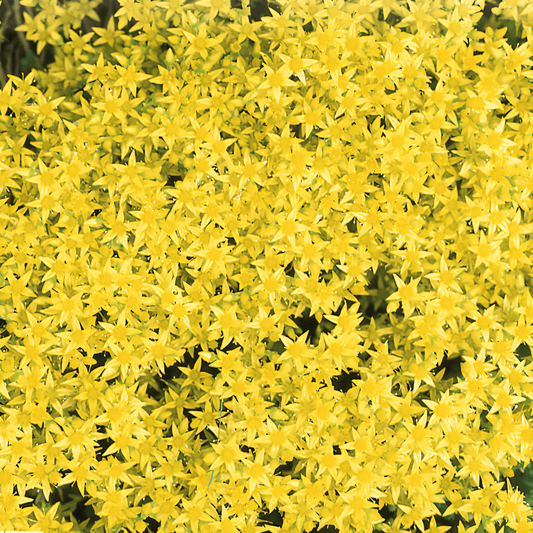 Sedum Seeds Sedum Acre Yellow Wallpepper Low Ground Cover