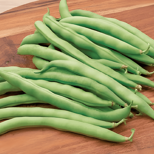 Double Pole Bean Seeds Phaseolus Vulgaris Westlandse Variety