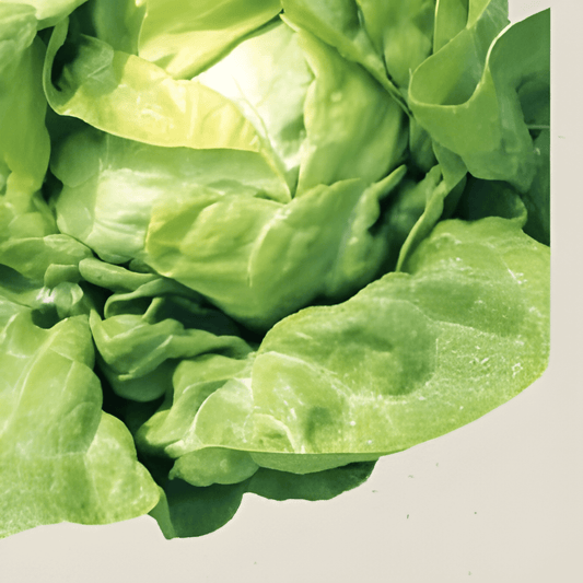 Organic Butterhead Lettuce Seeds Lactuca Sativa Hilde II