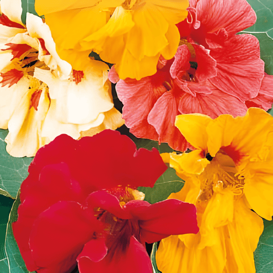 Indian Cress Seeds Tropaeolum Majus Glorious Gleam Flowers