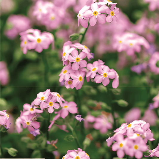 Forget-me-not Seeds Myosotis Alpestris Victoria Rose Pink