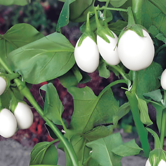 White Eggplant Seeds Solanum Melongena Decorative Aubergine