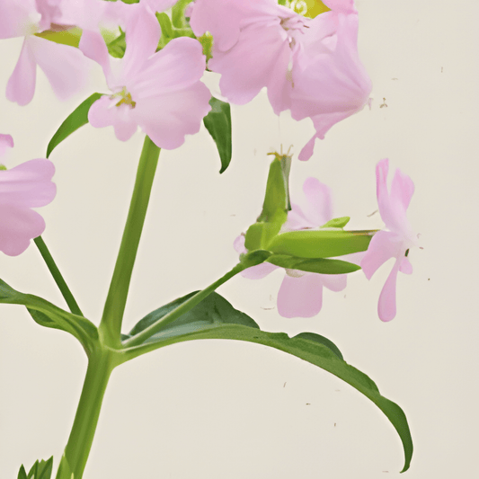 Organic Soapwort Seeds Saponaria Vaccaria Pink Beauty Flowers