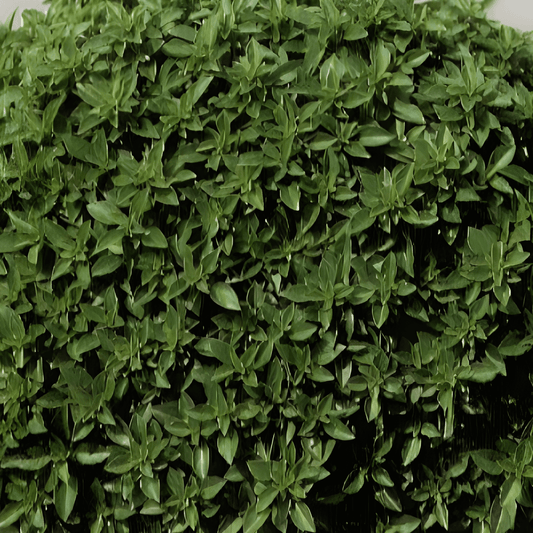 Basil Seeds Ocimum Basilicum L Greek Small Leaves Intense Flavor