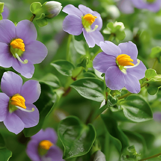 Exacum Bitterblad Seeds Exacum Affine Fragrant Blue Flowers