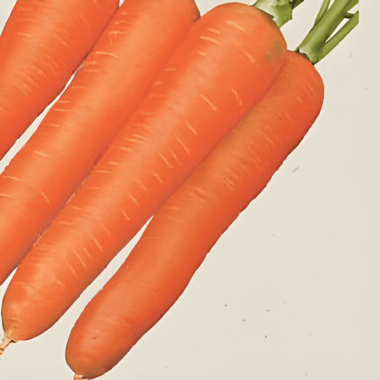 Organic Winter Carrot Seeds Daucus Carota Flakkeese 2 Variety