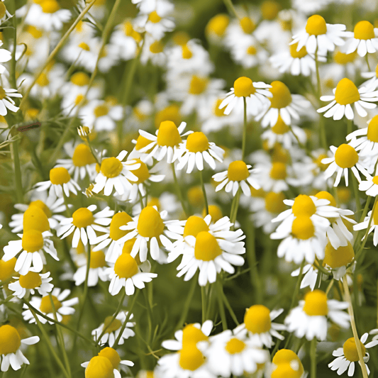 Chamomile Seeds Matricaria Chamomilla White Yellow Flowering Annual Herb