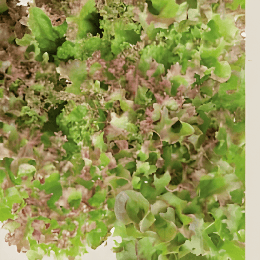 Organic Curly Lettuce Seeds Lactuca Sativa Lollo Rossa Variety