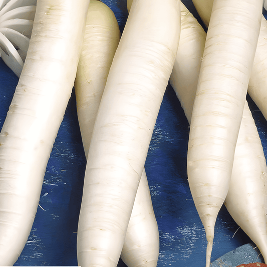 Daikon Radish Seeds Raphanus Sativus April Cross F1 Hybrid