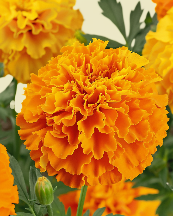 Organic Tagetes Erecta African Sunset Giants Seeds For Flowers