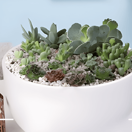 Houseplant Succulents Seeds Mixed Fleshy Easy Growing Types