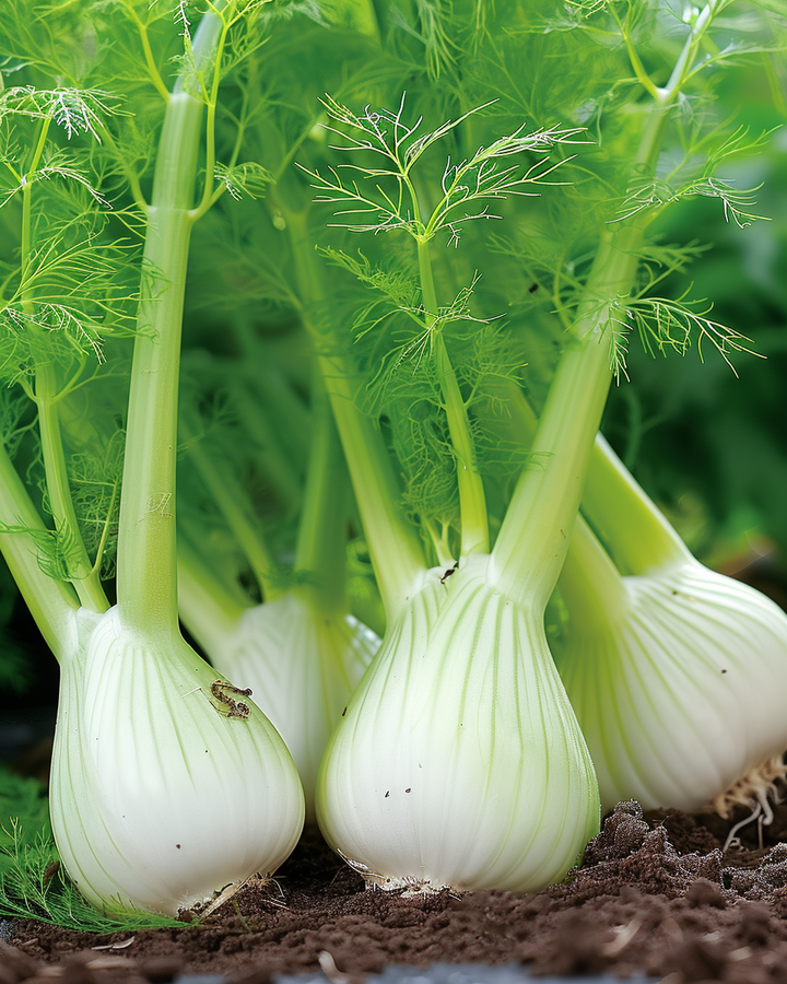 Fennel Seeds Foeniculum Vulgare Zefa Fino Variety