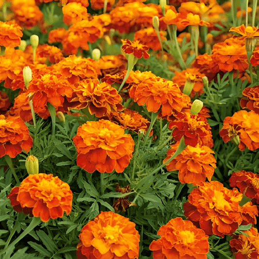 African Marigold Seeds Tagetes Patula Nana Low Reddish Brown Flowers