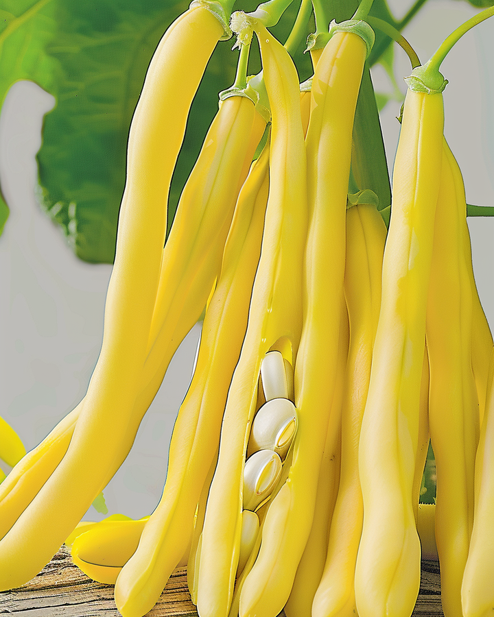 Berggold Dwarf Bean Seeds Phaseolus Vulgaris L. Vegetable Variety