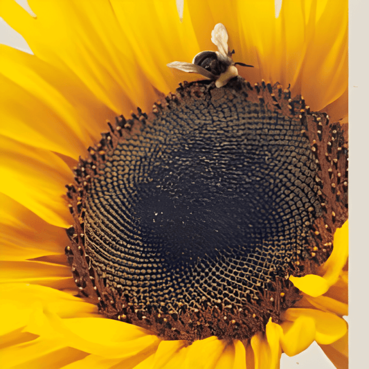 Giant Sunflower Seeds Helianthus Annuus Giant Flower Seeds