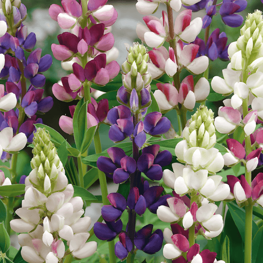 Lupine Pixie Delight Seeds Lupinus Nanus Annual Flower Seeds