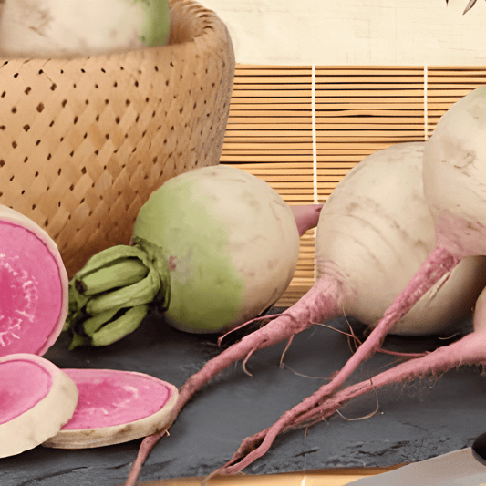 Chinese Radish Seeds Red Impression Raphanus Sativus Variety