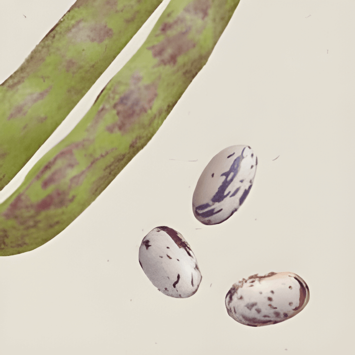 Stamslaboon Seeds Phaseolus Vulgaris Lapwing Bean Vegetable