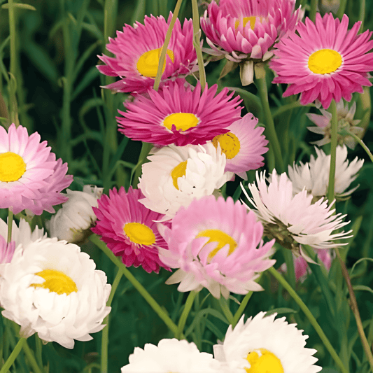 Acrolinium Double-Flowered Seeds Helipterum Roseum Mixed Colors
