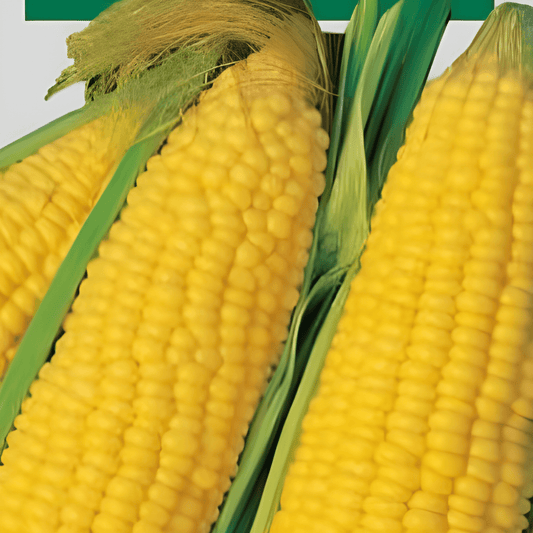 Sweet Corn Seeds Zea Mais L. Dolce Juicy Kernels