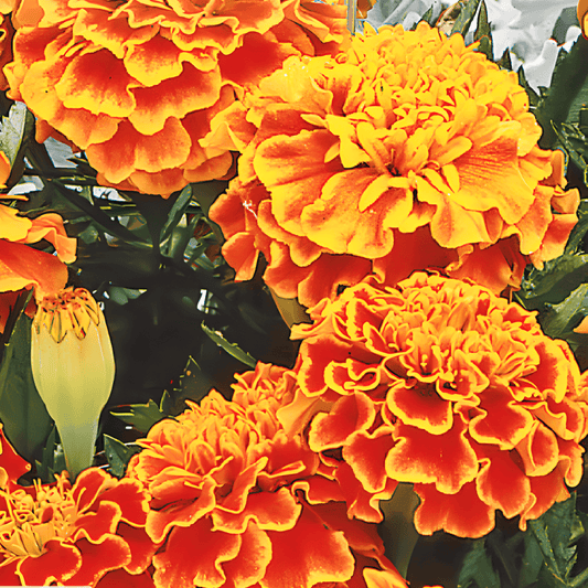 African Marigold Bolero Tagetes Patula Nana Seeds Bright Orange Flowers