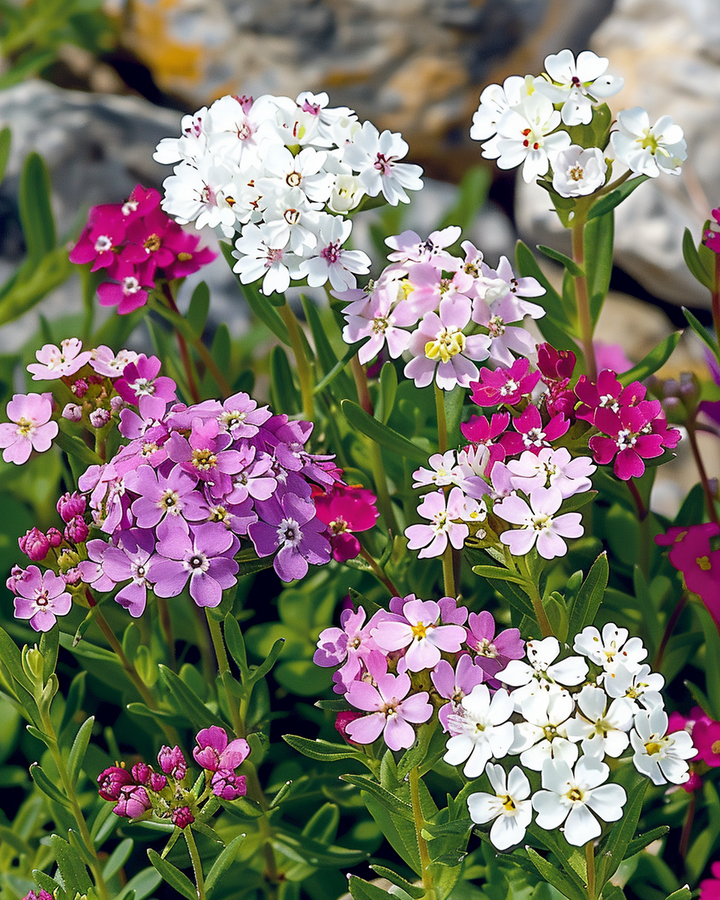 Mixed Wallflower Seeds Iberis Umbellata Sweet Smelling Annual
