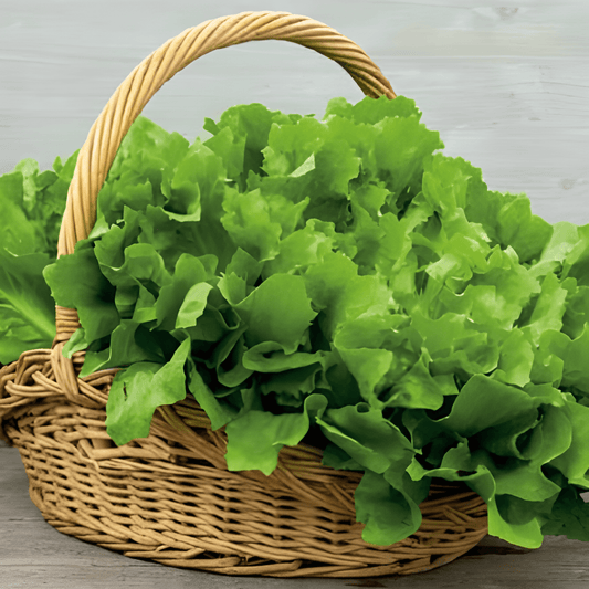 Endive Seeds Nuance Cichorium Endivia Yellow Green Heads Variety