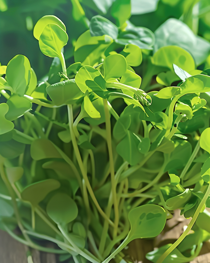 Peashoot Microgreens Seeds Pisum Sativum Sweet Baby Leaves