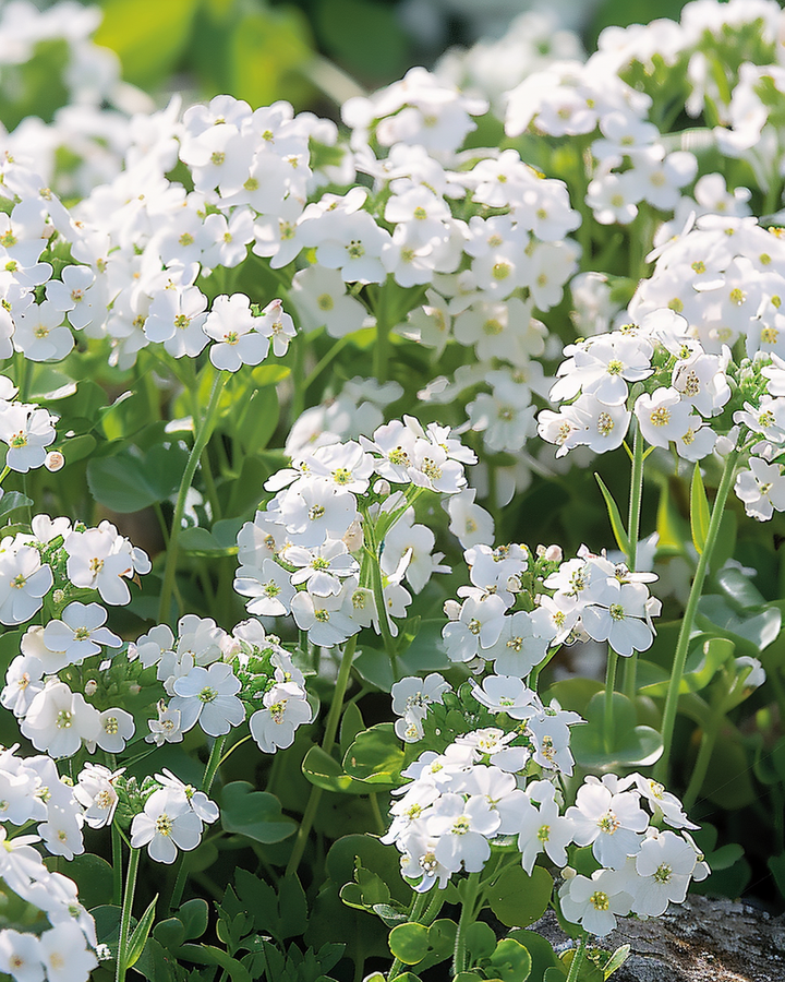 Arabis Snowball Seeds Arabis Alpina Compact Early Spring Flowers