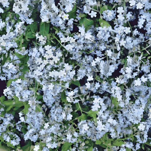 Forget-me-not Seeds Myosotis Alpestris Blue Flowering Variety